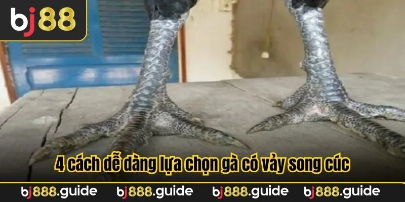 4 cách dễ dàng lựa chọn gà có vảy song cúc