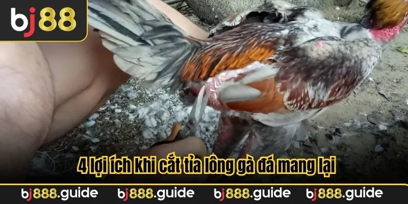 4 lợi ích khi cắt tỉa lông gà đá mang lại