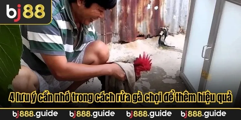 4 lưu ý cần nhớ trong cách rửa gà chọi để thêm hiệu quả