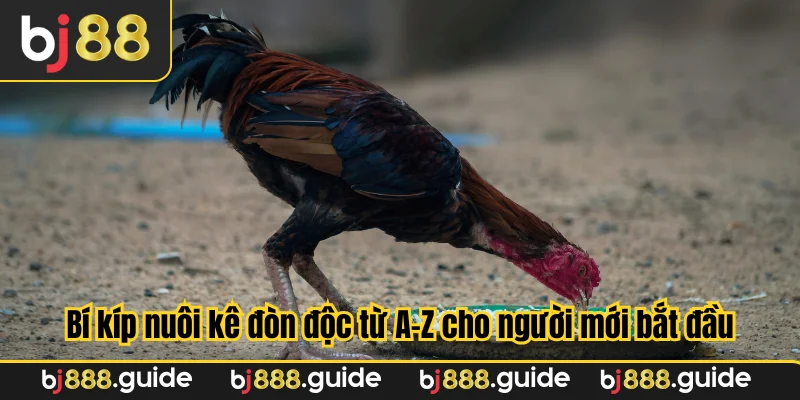 Bí kíp nuôi kê đòn độc từ A-Z cho người mới bắt đầu