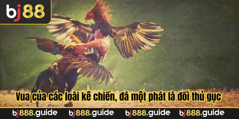 Các loài kê chiến, đá một phát là đối thủ gục ngã