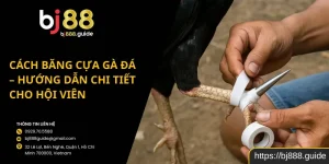 Cách Băng Cựa Gà Đá – Hướng Dẫn Chi Tiết Cho Hội Viên