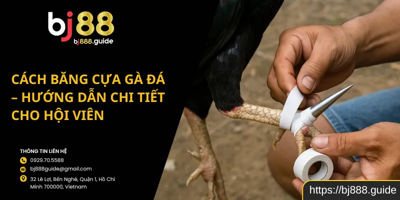 Cách Băng Cựa Gà Đá – Hướng Dẫn Chi Tiết Cho Hội Viên