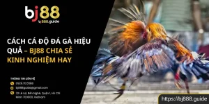 Cách Cá Độ Đá Gà Hiệu Quả - Bj88 Chia Sẻ Kinh Nghiệm Hay