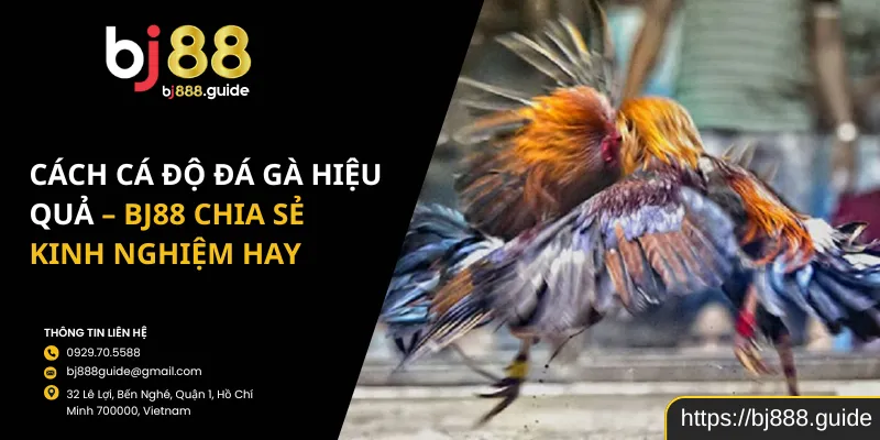 Cách Cá Độ Đá Gà Hiệu Quả - Bj88 Chia Sẻ Kinh Nghiệm Hay