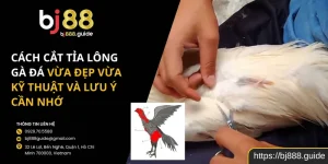 Cách Cắt Tỉa Lông Gà Đá Vừa Đẹp Vừa Kỹ Thuật Và Lưu Ý Cần Nhớ