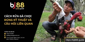 Cách Rửa Gà Chọi Đúng Kỹ Thuật Và Câu Hỏi Liên Quan