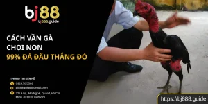 Cách Vần Gà Chọi Non 99% đá đâu thắng đó