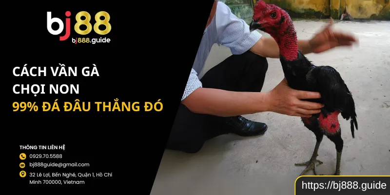 Cách Vần Gà Chọi Non 99% đá đâu thắng đó