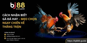 Cách nhận biết gà đá hay – Mẹo chọn ngay chiến kê thắng trận