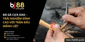Đá Gà Cựa Dao – Trải Nghiệm Đỉnh Cao Với Trận Đấu Mãnh Liệt