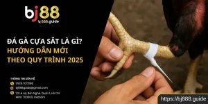Đá Gà Cựa Sắt Là Gì? Hướng Dẫn Mới Theo Quy Trình 2025