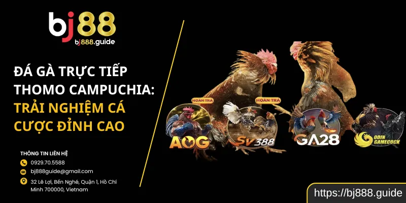 Đá Gà Trực Tiếp Thomo Campuchia: Trải Nghiệm Cá Cược Đỉnh Cao