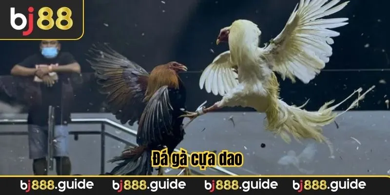 Sức hấp dẫn của bộ môn đá gà cựa dao