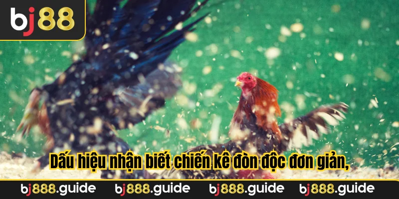 Dấu hiệu nhận biết chiến kê đòn độc đơn giản, chỉ có chuẩn