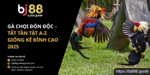 Gà Chọi Đòn Độc – Tất Tần Tật A-Z Giống Kê Đỉnh Cao 2025