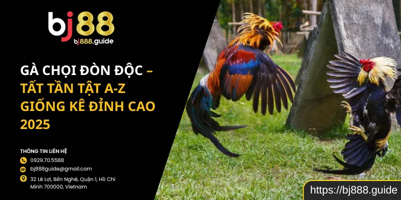 Gà Chọi Đòn Độc – Tất Tần Tật A-Z Giống Kê Đỉnh Cao 2025