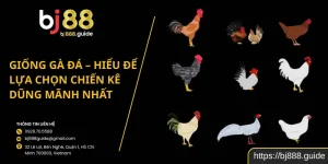 Giống Gà Đá – Hiểu Để Lựa Chọn Chiến Kê Dũng Mãnh Nhất