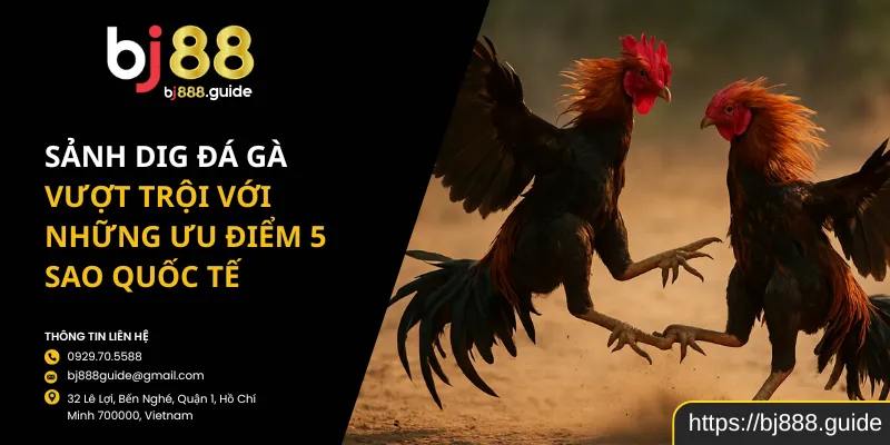 Sảnh DIG Đá Gà Vượt Trội Với Những Ưu Điểm 5 Sao Quốc Tế