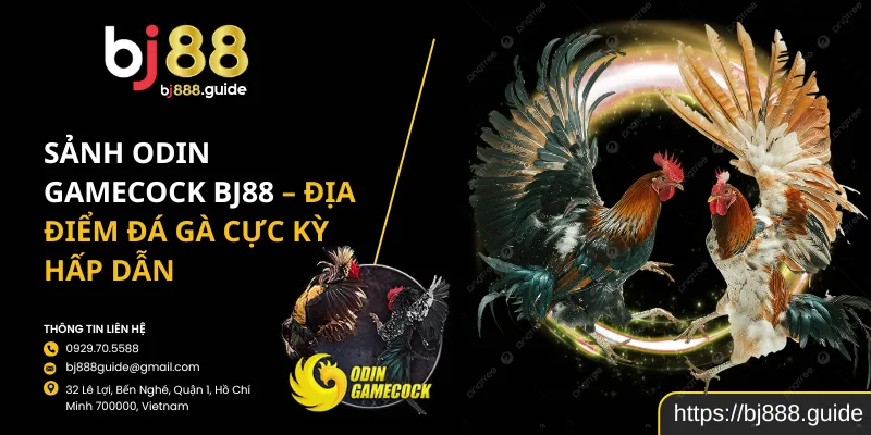 Sảnh Odin Gamecock BJ88 – Địa Điểm Đá Gà Cực Kỳ hấp dẫn