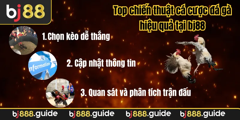 Top chiến thuật cá cược đá gà hiệu quả tại bj88