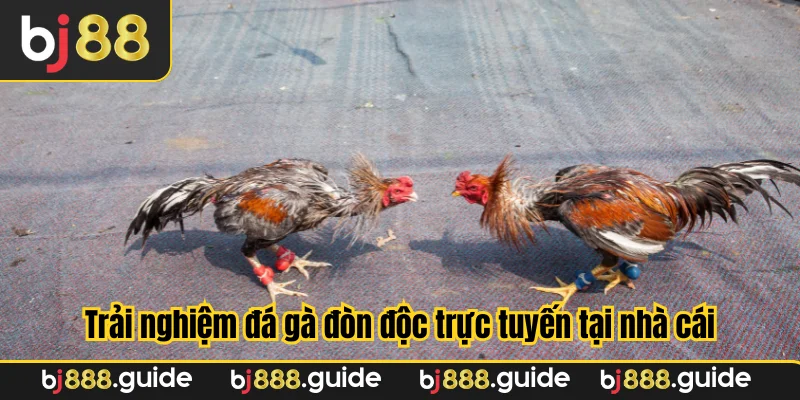 Trải nghiệm đá gà đòn độc trực tuyến tại nhà cái
