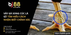 Vảy Gà Song Cúc Là Gì? Tìm Hiểu Cách Nhận Biết Chính Xác