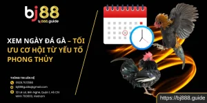Xem Ngày Đá Gà – Tối Ưu Cơ Hội Từ Yếu Tố Phong Thủy