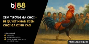 Xem Tướng Gà Chọi – Bí Quyết Nhận Diện Chọi Gà Đỉnh Cao