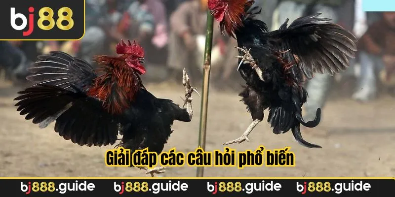 Cộng đồng sẽ là nơi giải đáp thắc mắc trận đấu và ván cược