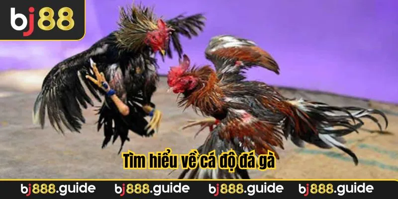 Hoạt động cá độ đá gà online được ưa chuộng