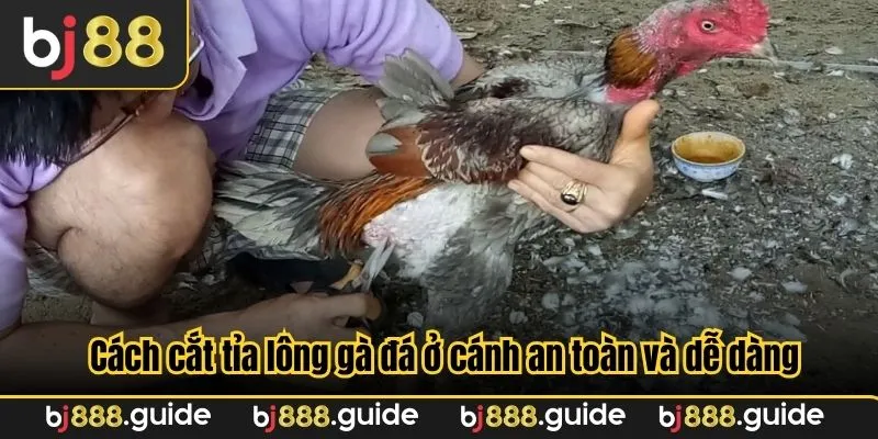 Cách cắt tỉa lông gà đá ở cánh an toàn và dễ dàng