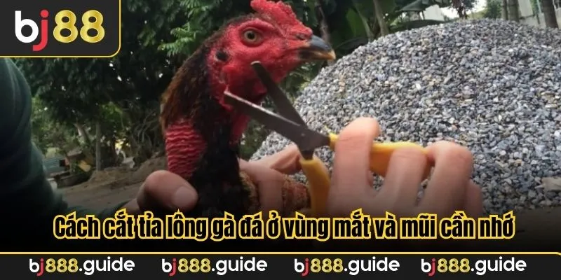 Cách cắt tỉa lông gà đá ở vùng mắt và mũi cần nhớ