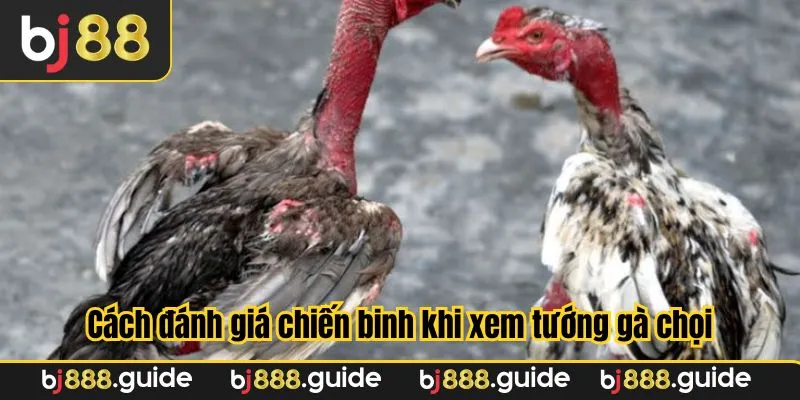 Cách đánh giá chiến binh khi xem tướng gà chọi