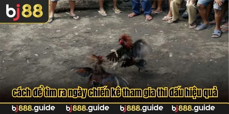 Có nhiều cách để bạn tìm ra ngày chiến kê tham gia thi đấu hiệu quả