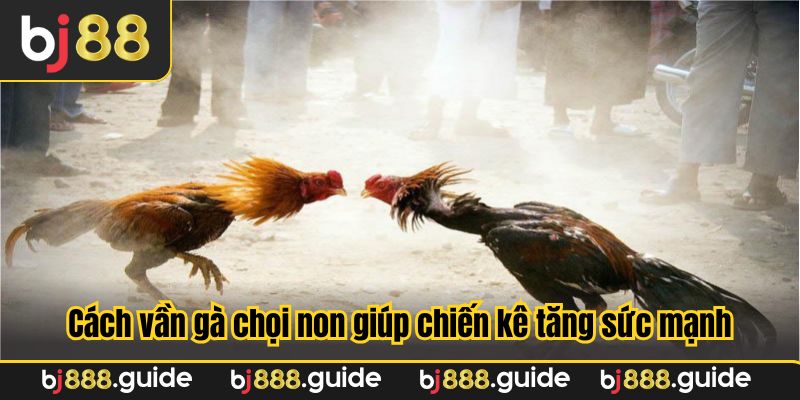 Cách vần gà chọi non giúp chiến kê tăng sức mạnh, độ chịu đòn