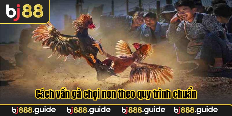 Cách vần gà chọi non theo quy trình chuẩn để đạt hiệu quả khi thi đấu