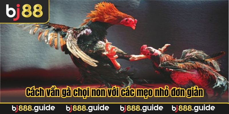 Cách vần gà chọi non với các mẹo nhỏ đơn giản, hiệu quả cao giúp chiến kê vượt trội