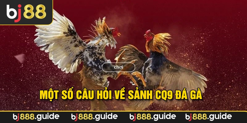 Câu hỏi về sảnh CQ9 đá gà