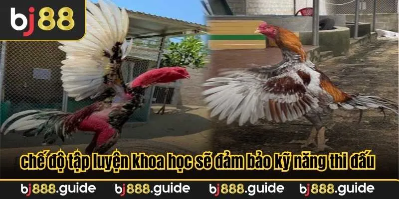 Gà đá có chế độ tập luyện khoa học sẽ đảm bảo kỹ năng thi đấu