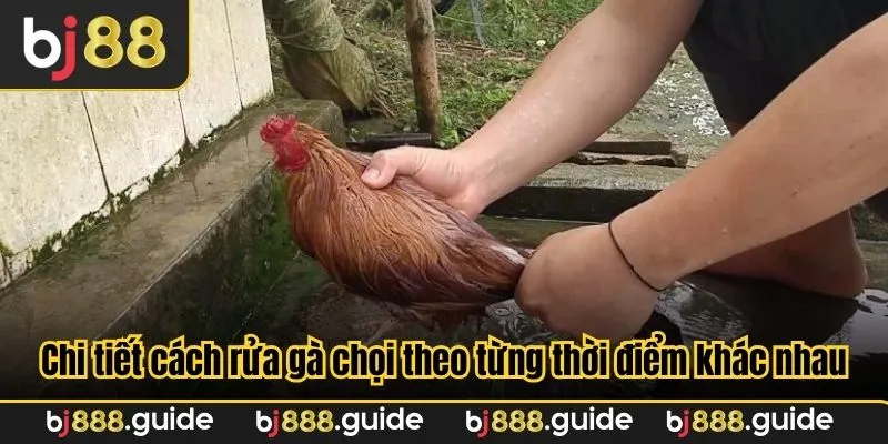 Chi tiết cách rửa gà chọi theo từng thời điểm khác nhau
