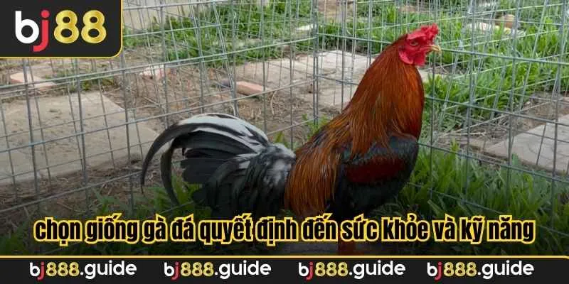 Việc chọn giống gà đá quyết định đến sức khỏe và kỹ năng