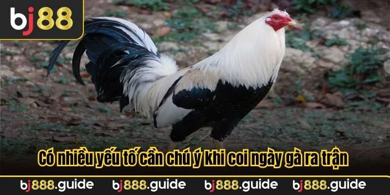 Có nhiều yếu tố cần chú ý khi coi ngày gà ra trận