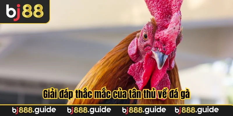 Giải đáp thắc mắc của tân thủ về đá gà