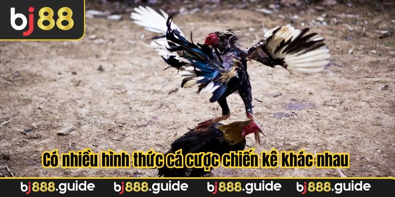 Có nhiều hình thức cá cược chiến kê khác nhau tại nhà cái