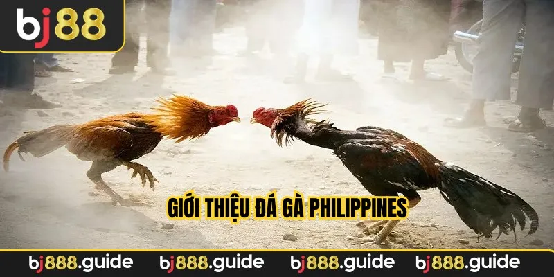 Chuyên mục đá gà Philippines được đánh giá cao