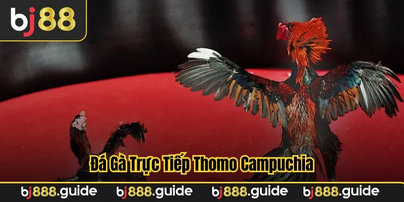 Góc quay và bình luận hấp dẫn trong trận đá gà trực tiếp thomo