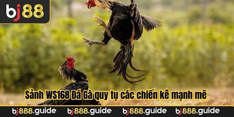Địa chỉ tổng hợp rất nhiều chiến binh nổi bật
