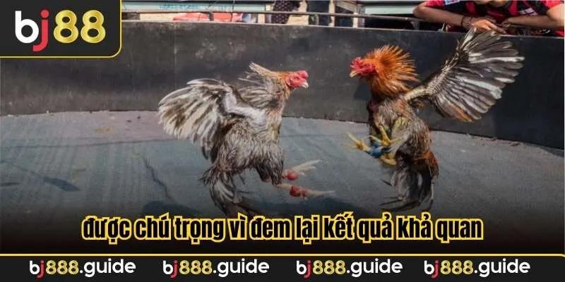 Việc xem ngày đá gà được chú trọng vì đem lại kết quả khả quan
