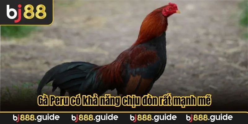Gà Peru có khả năng chịu đòn rất mạnh mẽ